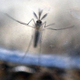 Aedes Aegypti mosquito larvae. Image: Getty